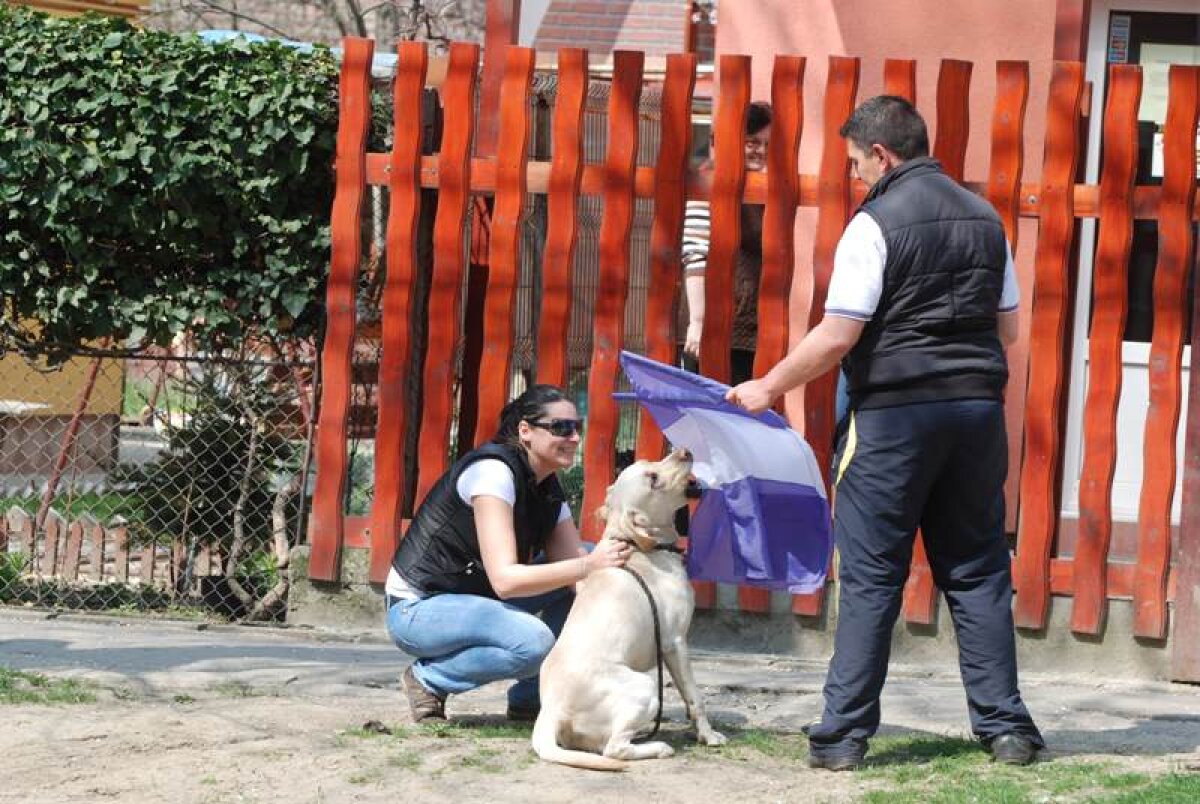 Steaua nu pierde, Poli nu trece pe primul loc