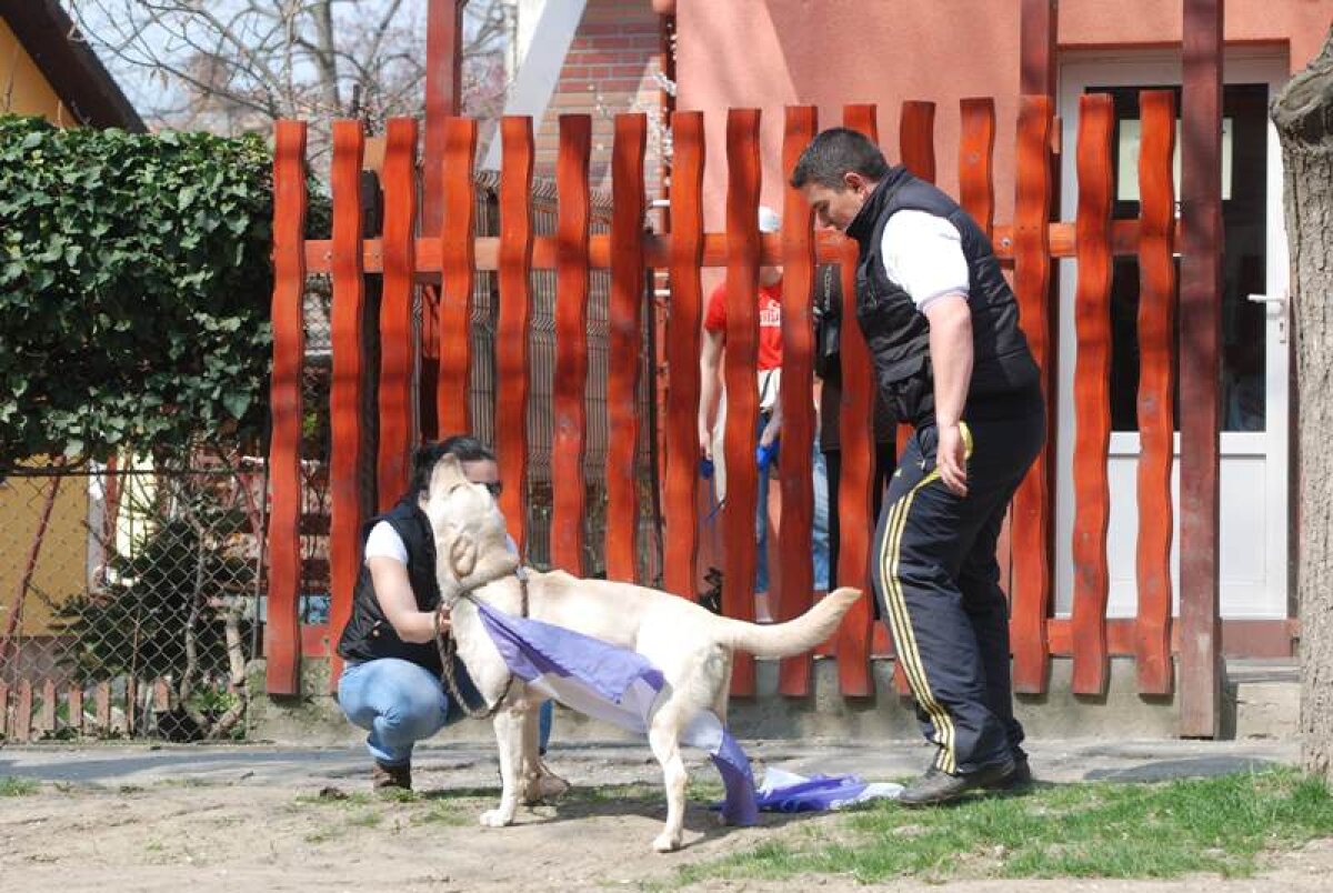 Steaua nu pierde, Poli nu trece pe primul loc