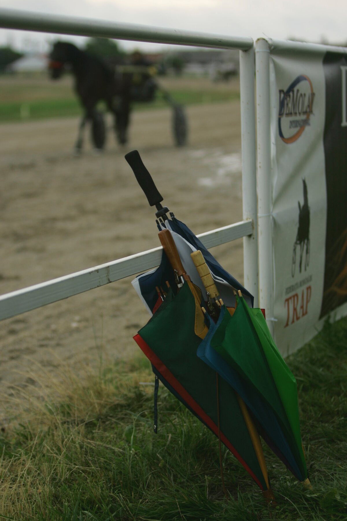 "Only you" a cîştigat derby-ul de trap al României. Vezi o GALERIE FOTO de la hipodromul din Ploieşti