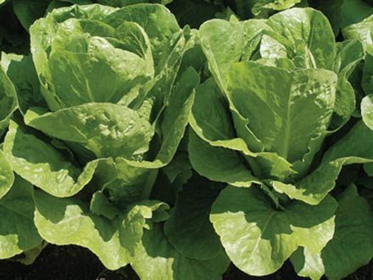 Bute şi Mendy au trecut de cîntarul oficial. Românul a avut cu 54 de grame sub limita categoriei