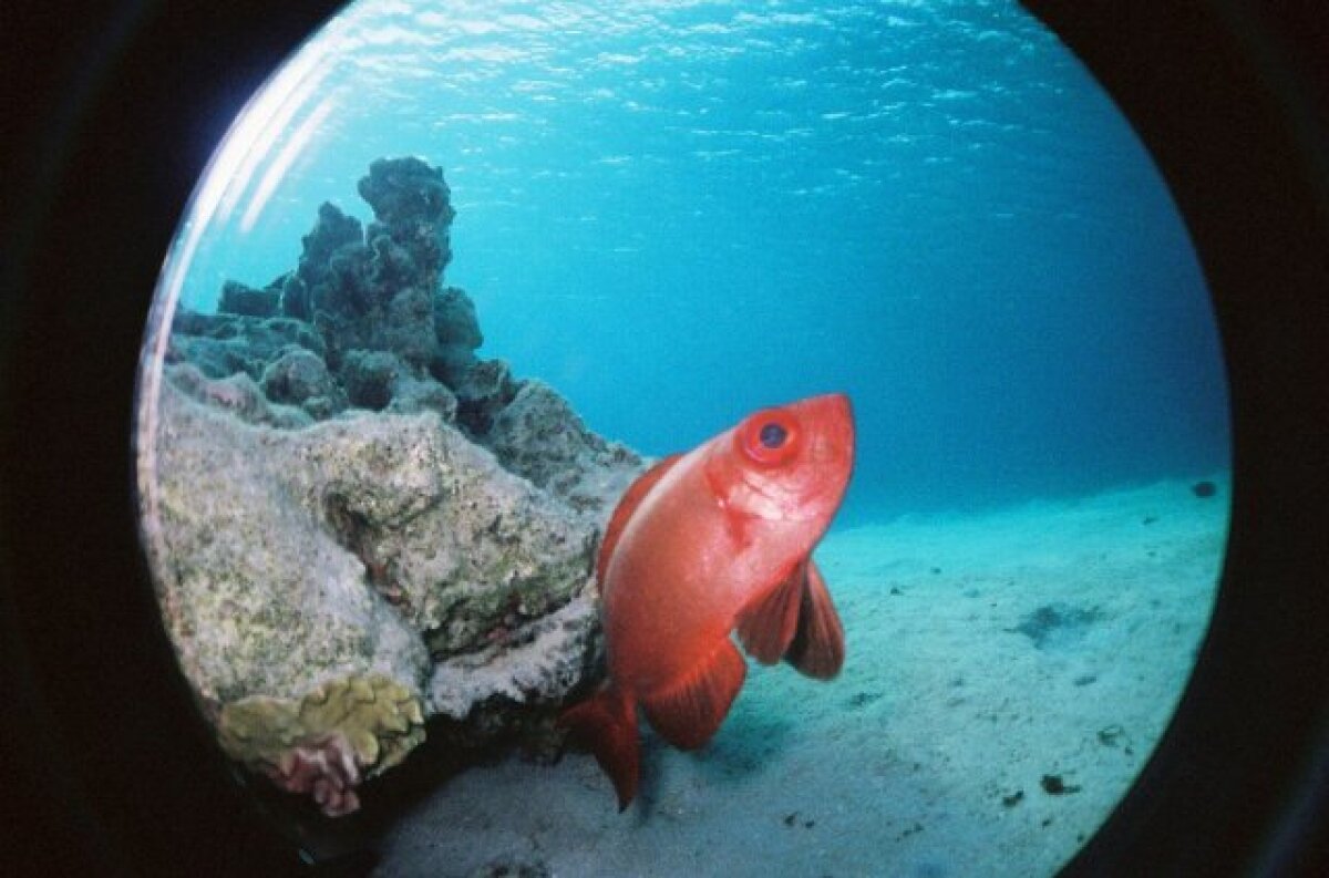 Surprinde momente amuzante în vacanţă cu Fisheye Submarine, cameră lomografică subacvatică!