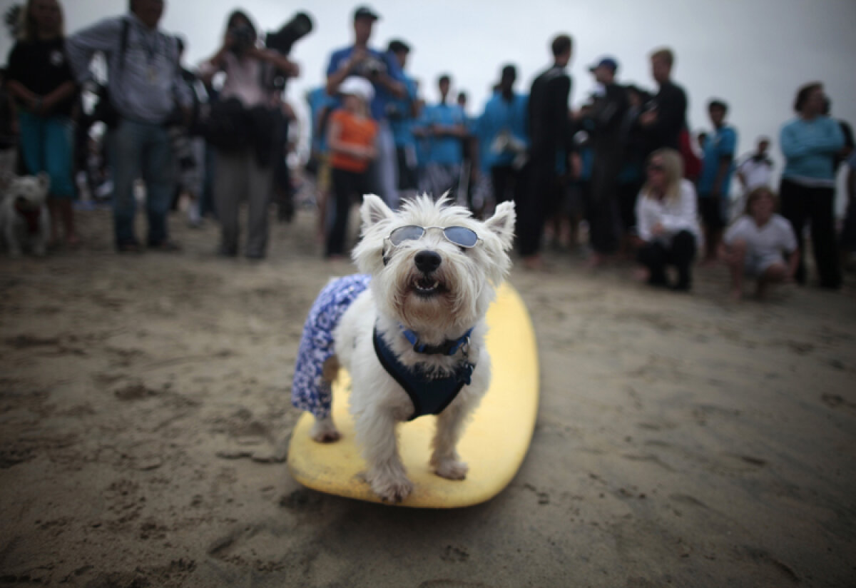 GALERIE FOTO În California, toată lumea e pe val!