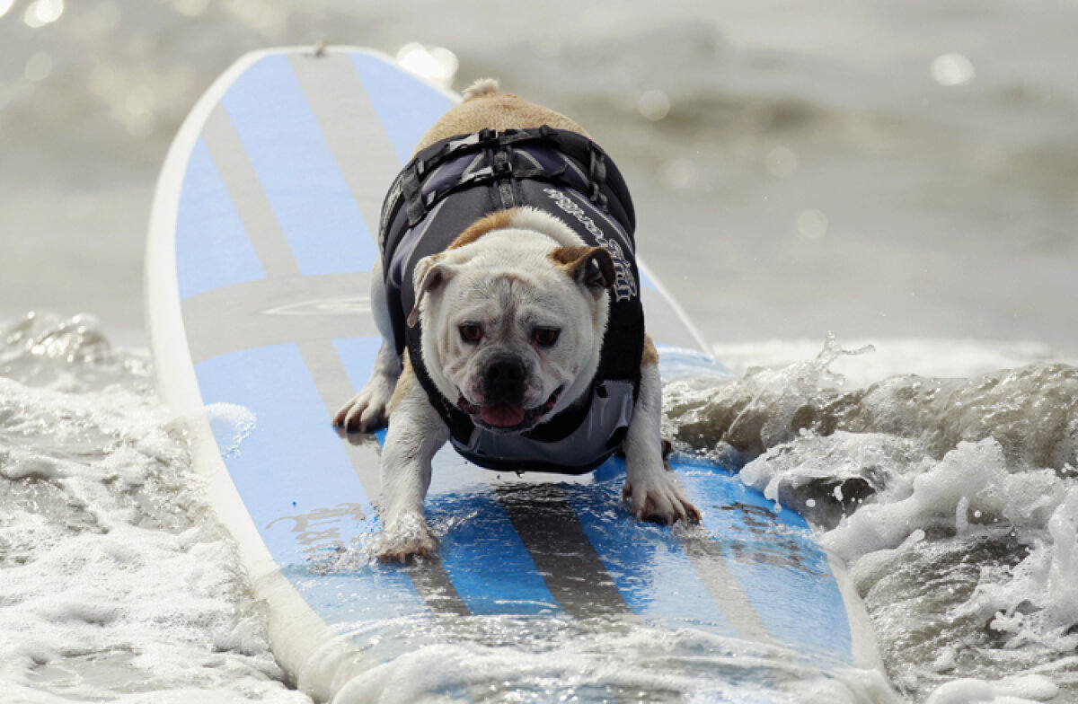 GALERIE FOTO În California, toată lumea e pe val!