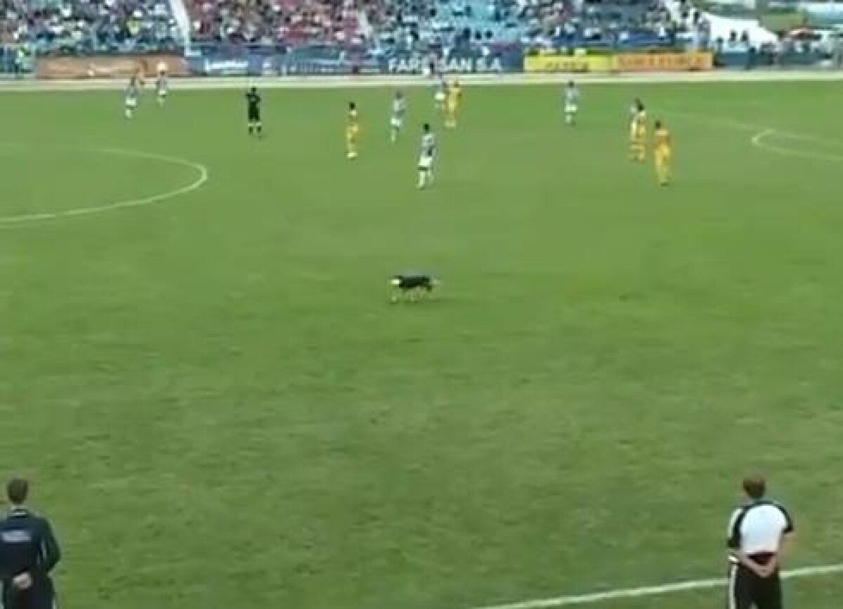 Să mai şi rîdem: DNA descinde în fotbal » Imagini extraordinare cu adevăratul blatist, prins în flagrant