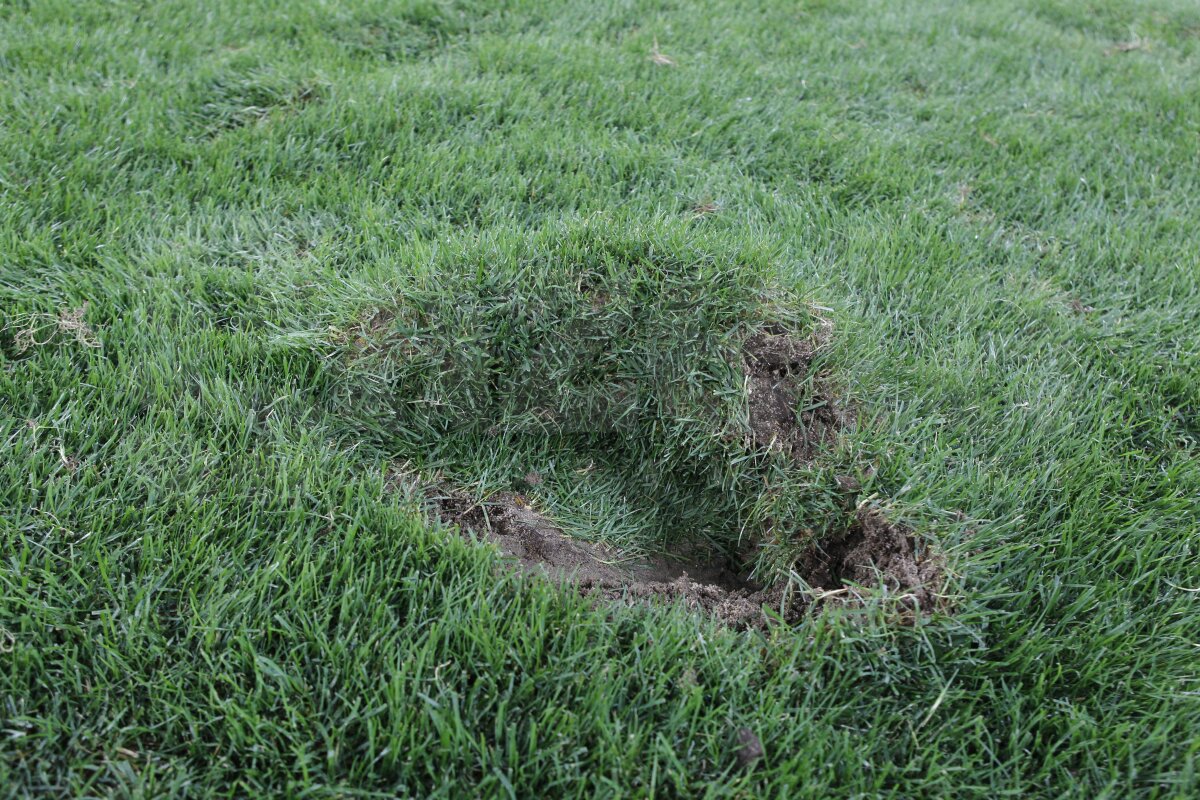 FOTO Am găsit soluţia pentru iarba de pe Naţional Arena » Băgăm spaima-n cîrtiţe :D