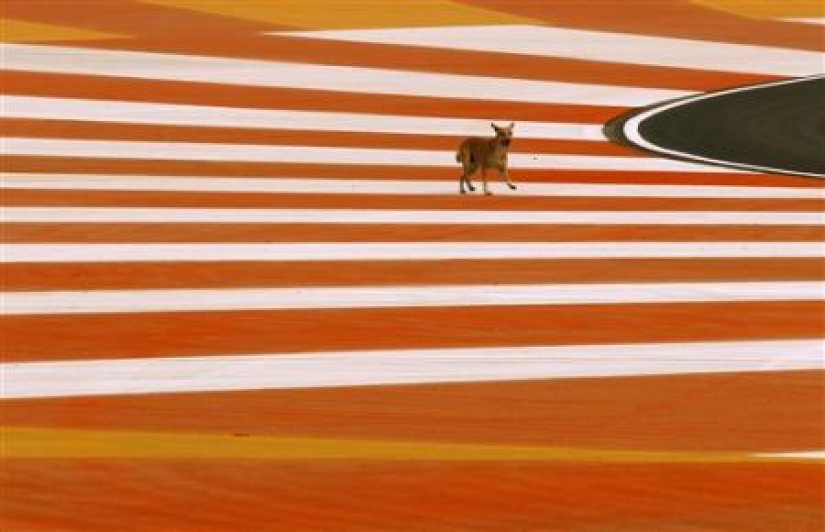 FOTO/ Spectacol în India » Abandon, cîini şi întreruperi în prima sesiune de antrenamente