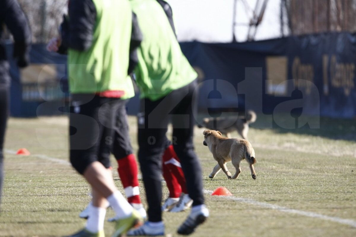 FOTO Dinamoviştii au trecut la minge » Curtean şi Strătilă au schimbat prima dată pase cu noii colegi