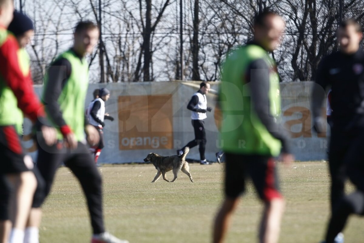 FOTO Dinamoviştii au trecut la minge » Curtean şi Strătilă au schimbat prima dată pase cu noii colegi