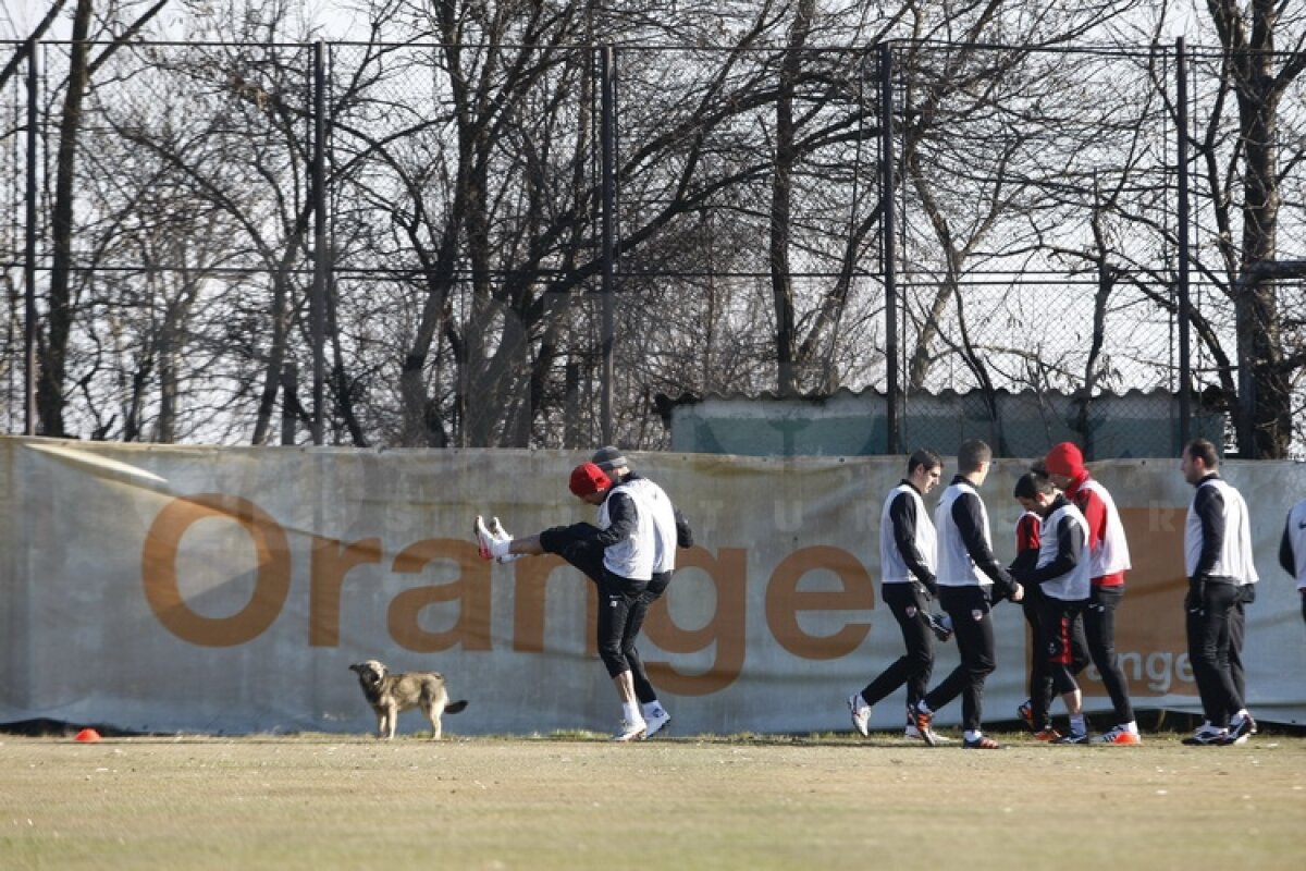 FOTO Dinamoviştii au trecut la minge » Curtean şi Strătilă au schimbat prima dată pase cu noii colegi