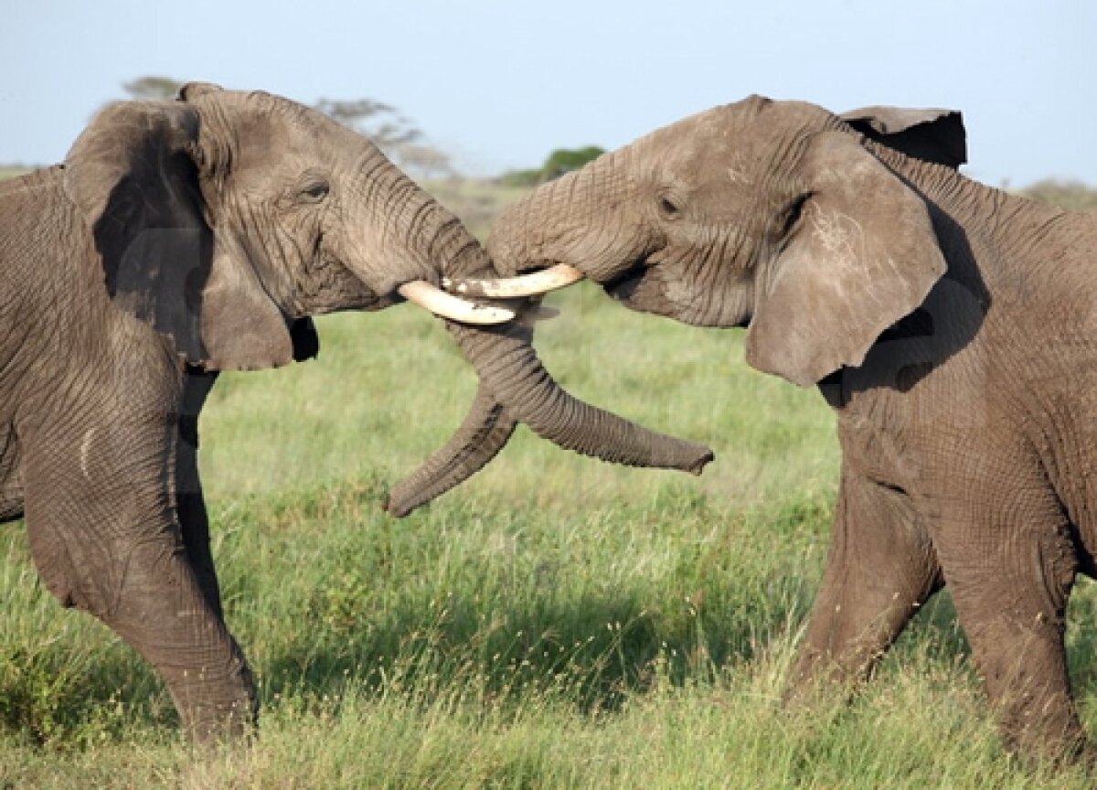 GALERIE FOTO Viaţa în Tanzania şi Zanzibar! » Hagi e iubit chiar şi aici