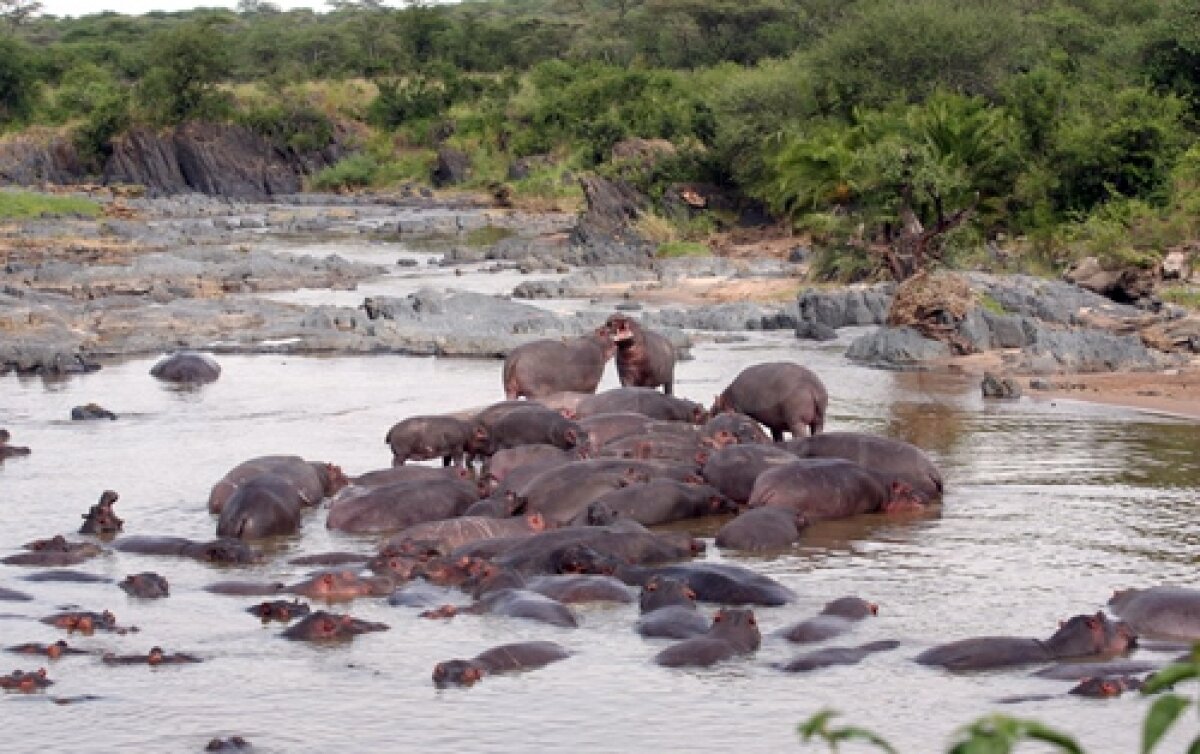 GALERIE FOTO Viaţa în Tanzania şi Zanzibar! » Hagi e iubit chiar şi aici