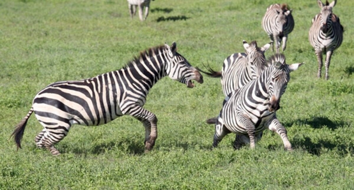GALERIE FOTO Viaţa în Tanzania şi Zanzibar! » Hagi e iubit chiar şi aici
