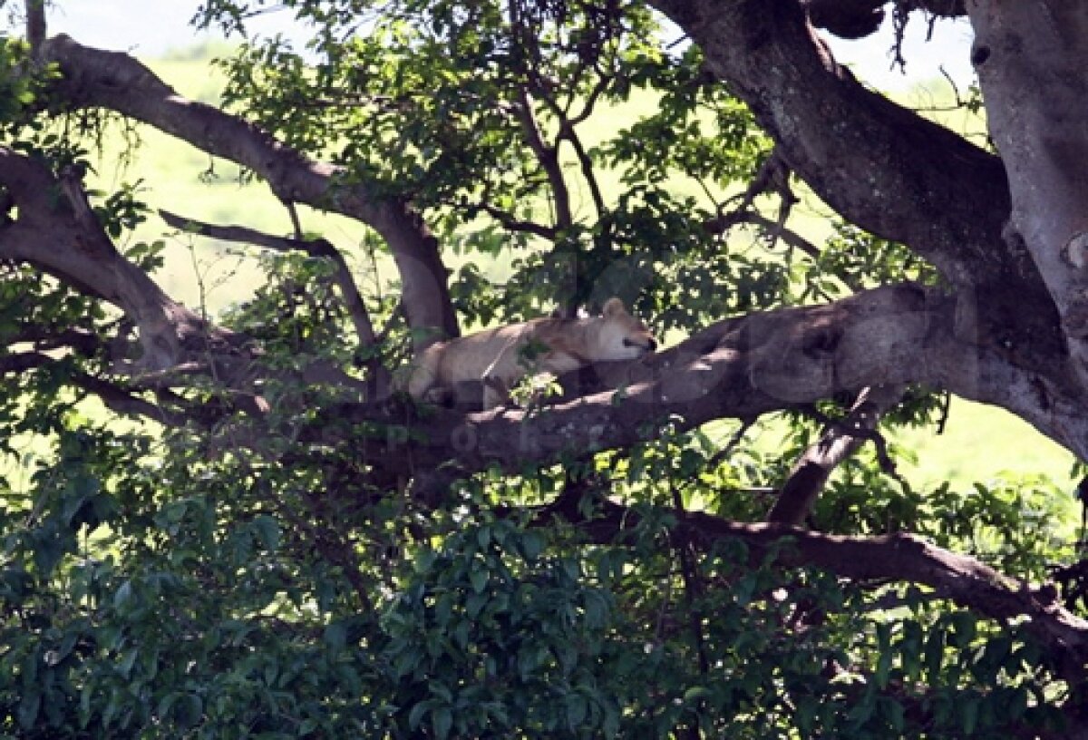 GALERIE FOTO Viaţa în Tanzania şi Zanzibar! » Hagi e iubit chiar şi aici
