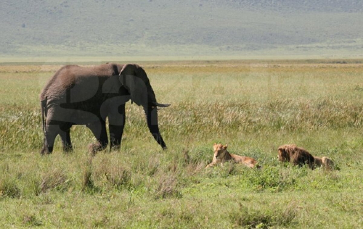 GALERIE FOTO Viaţa în Tanzania şi Zanzibar! » Hagi e iubit chiar şi aici
