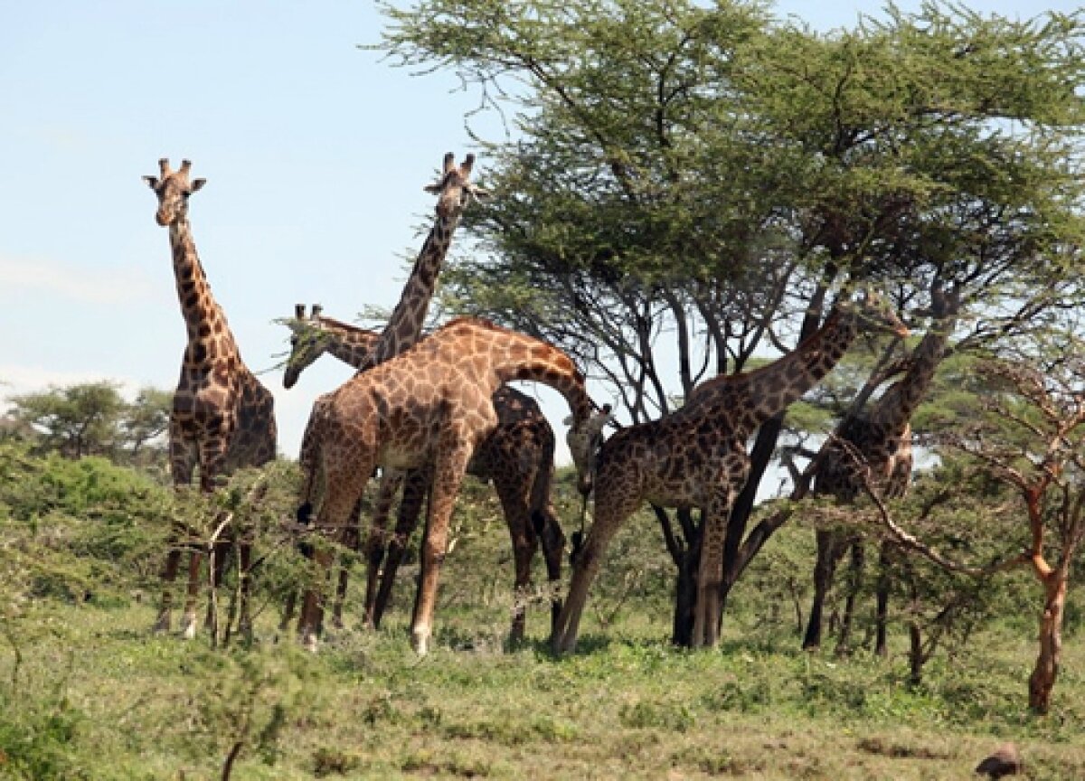 GALERIE FOTO Viaţa în Tanzania şi Zanzibar! » Hagi e iubit chiar şi aici