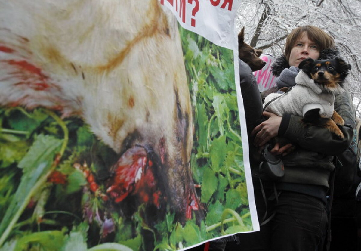 GALERIE FOTO » Protest la Kiev: Guvernul vrea să eutanasieze cîinii de pe străzi în vederea Euro 2012