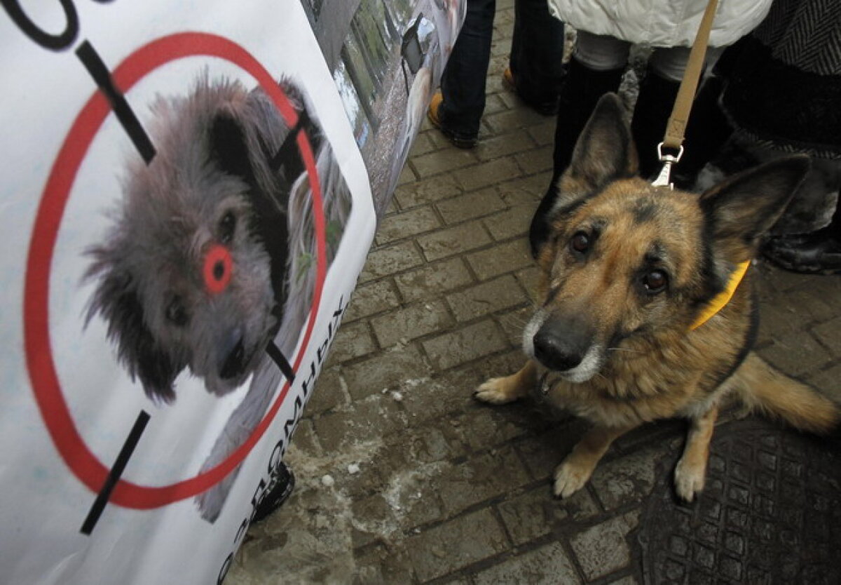 GALERIE FOTO » Protest la Kiev: Guvernul vrea să eutanasieze cîinii de pe străzi în vederea Euro 2012
