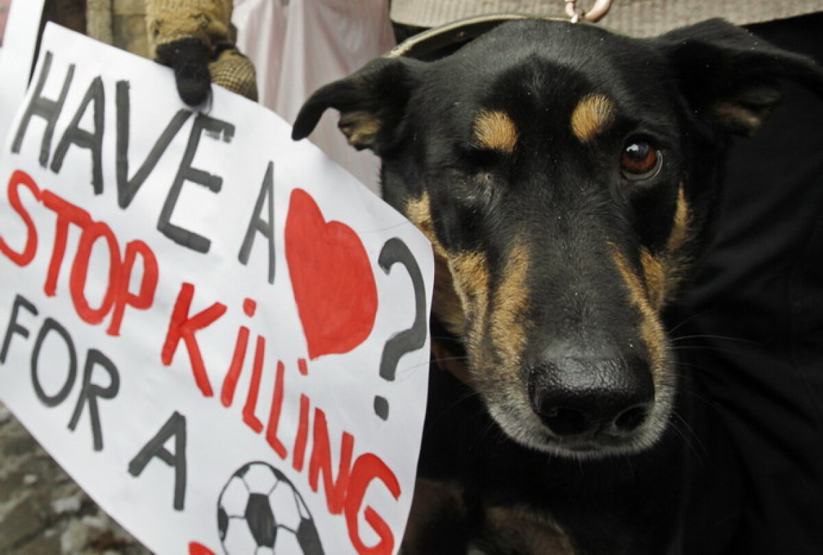 GALERIE FOTO » Protest la Kiev: Guvernul vrea să eutanasieze cîinii de pe străzi în vederea Euro 2012
