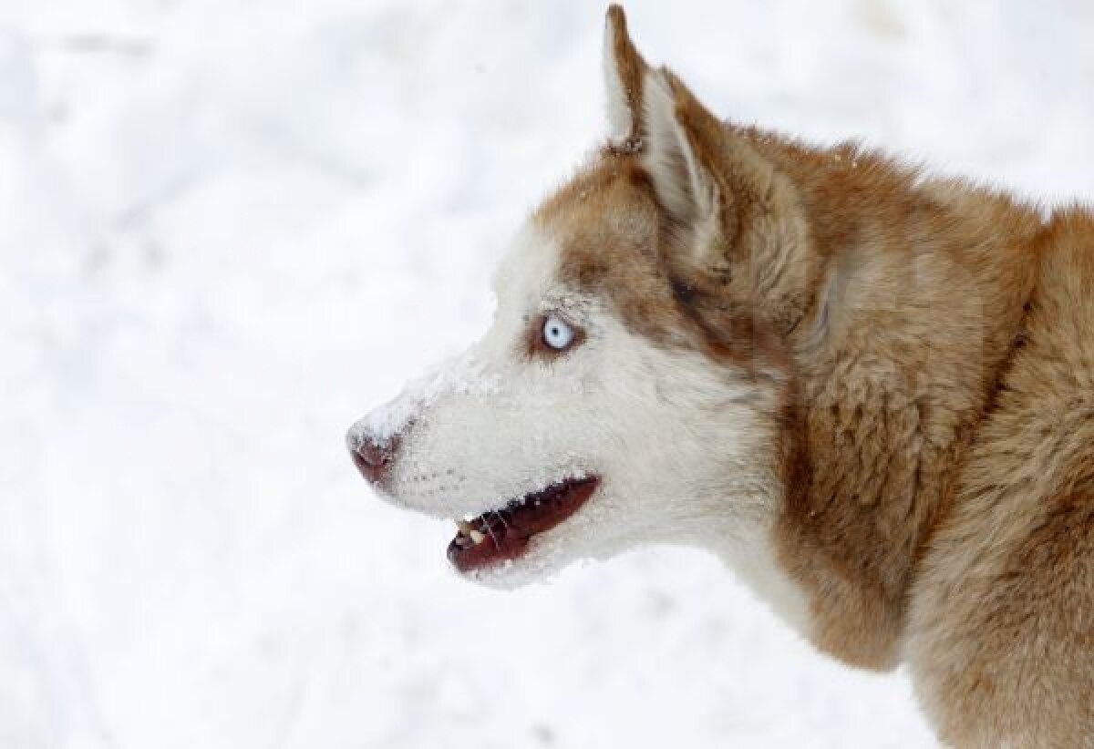 Există români pe care doar gerul şi ninsorile nesfîrşite îi fac fericiţi » Colţ Alb