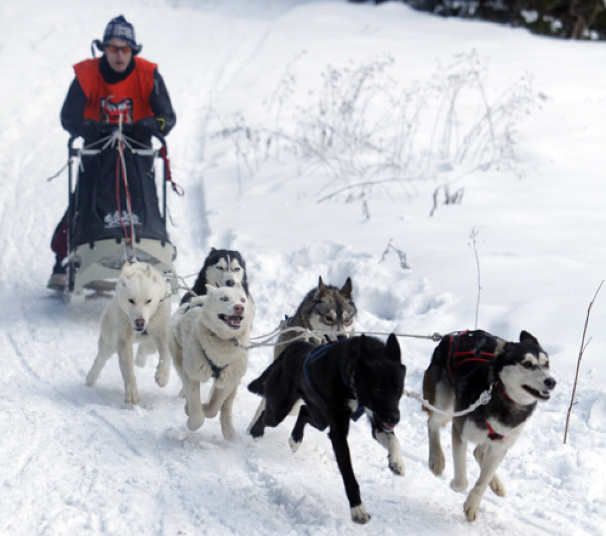 Poveşti din Ţara Harghitei, trăite în spatele unei curse cu atelaje trase de husky, malamuţi şi samoezi