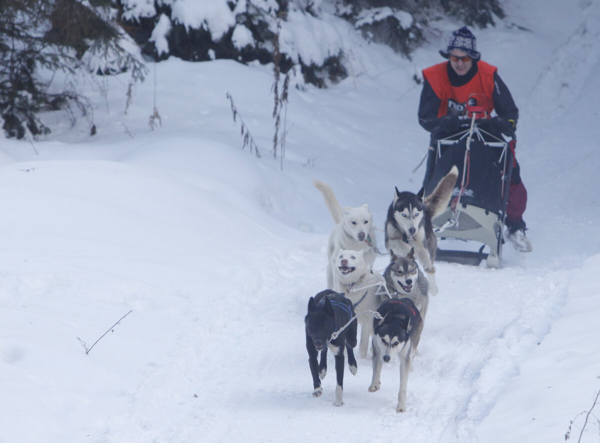 Poveşti din Ţara Harghitei, trăite în spatele unei curse cu atelaje trase de husky, malamuţi şi samoezi