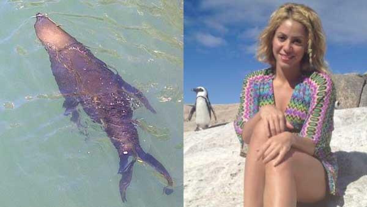 GALERIE FOTO Shakira în pericol! Un leu de mare a atacat-o pe iubita lui Pique