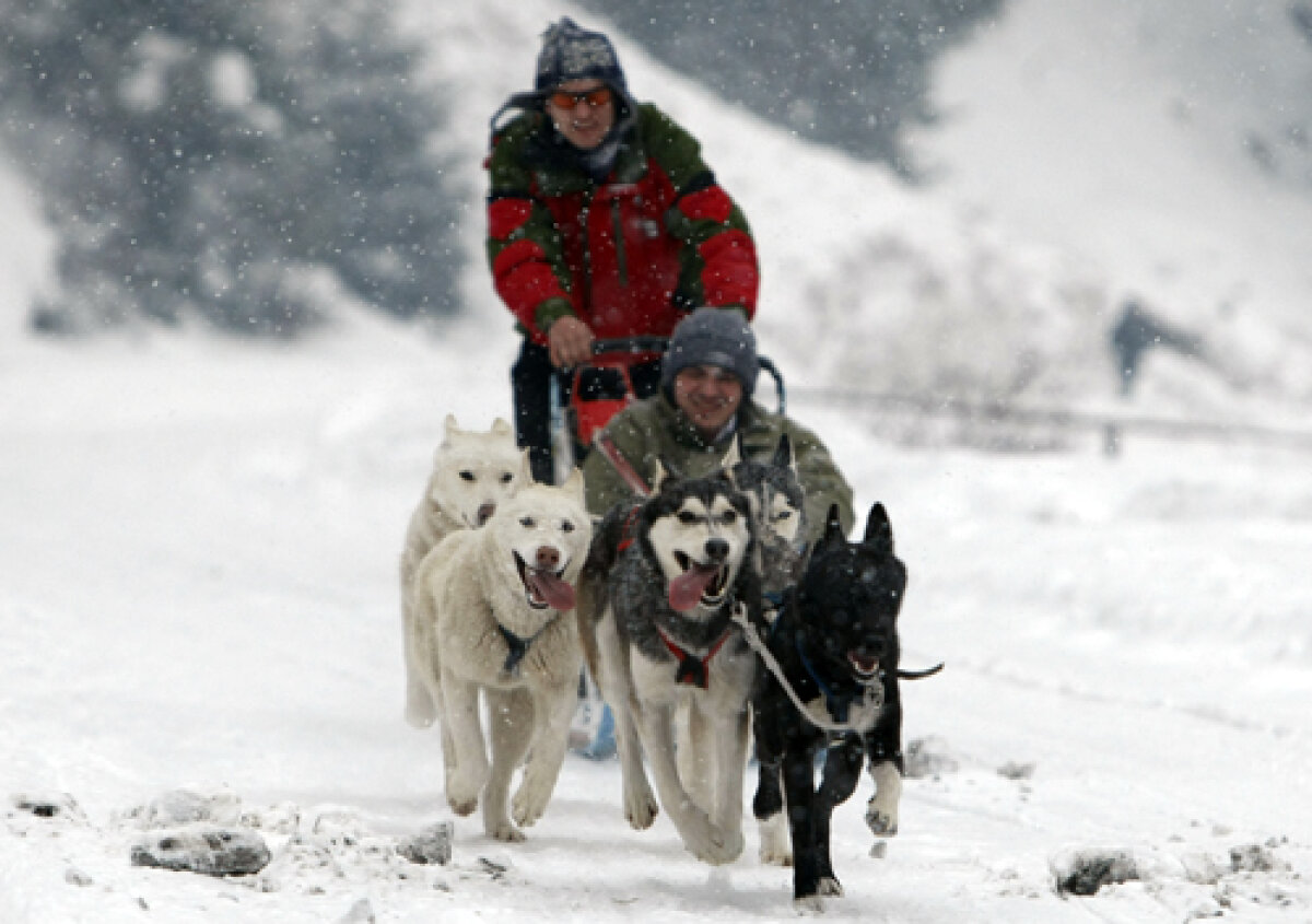 FOTO Insider în regatul Husky » Lumea fascinantă a cîinilor nordici de competiţie