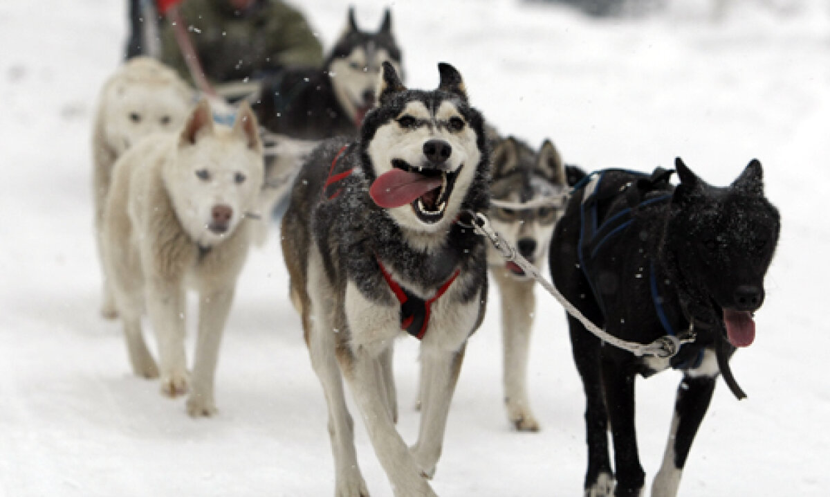 FOTO Insider în regatul Husky » Lumea fascinantă a cîinilor nordici de competiţie