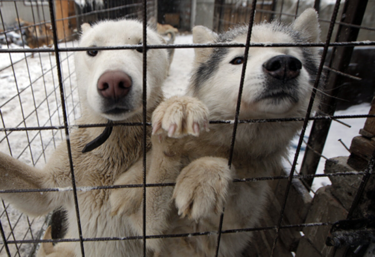 FOTO Insider în regatul Husky » Lumea fascinantă a cîinilor nordici de competiţie