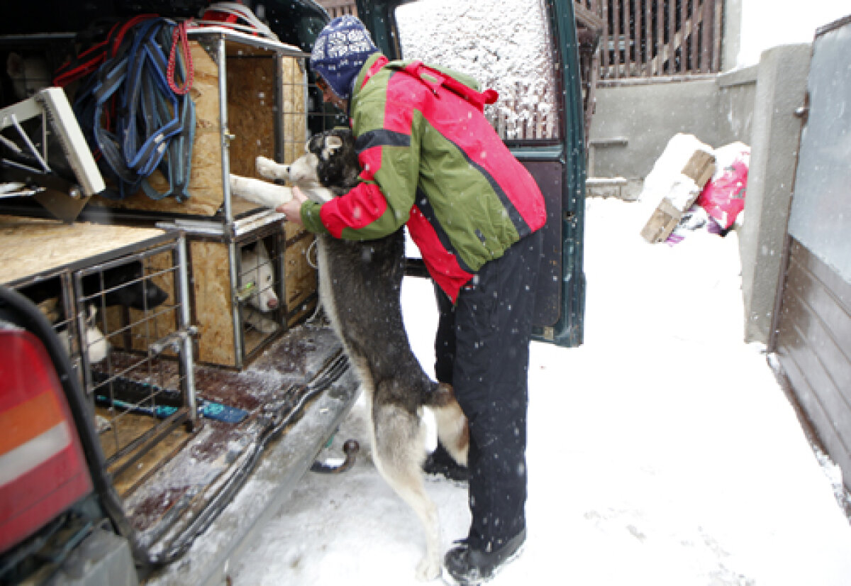 FOTO Insider în regatul Husky » Lumea fascinantă a cîinilor nordici de competiţie