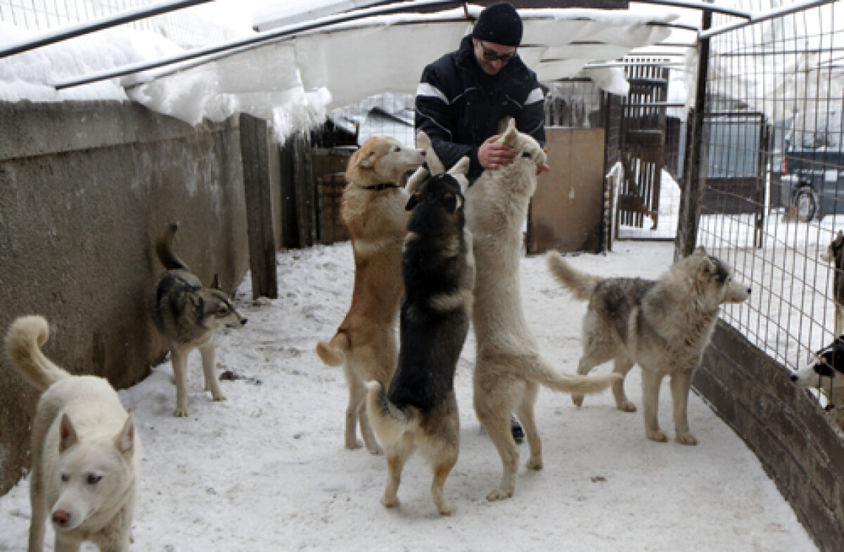 FOTO Insider în regatul Husky » Lumea fascinantă a cîinilor nordici de competiţie