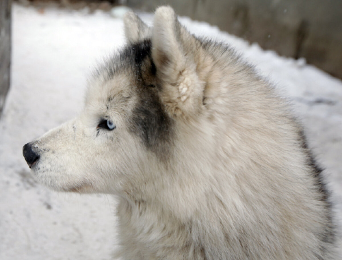 FOTO Insider în regatul Husky » Lumea fascinantă a cîinilor nordici de competiţie