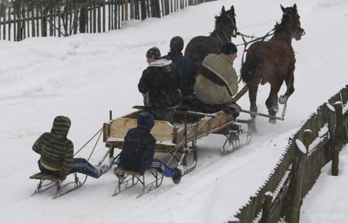 FOTO Insider în regatul Husky » Lumea fascinantă a cîinilor nordici de competiţie