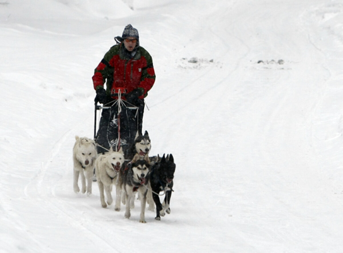 FOTO Insider în regatul Husky » Lumea fascinantă a cîinilor nordici de competiţie