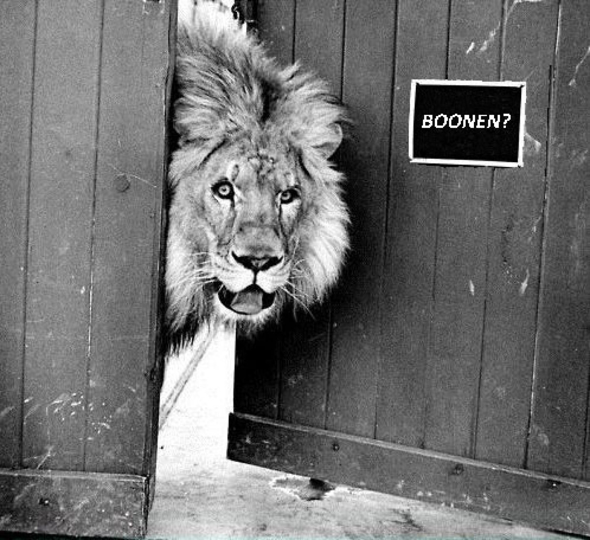 Tom Boonen "Inimă de Leu": "Sînt liniştit. Ştiu totul despre Turul Flandrei!"