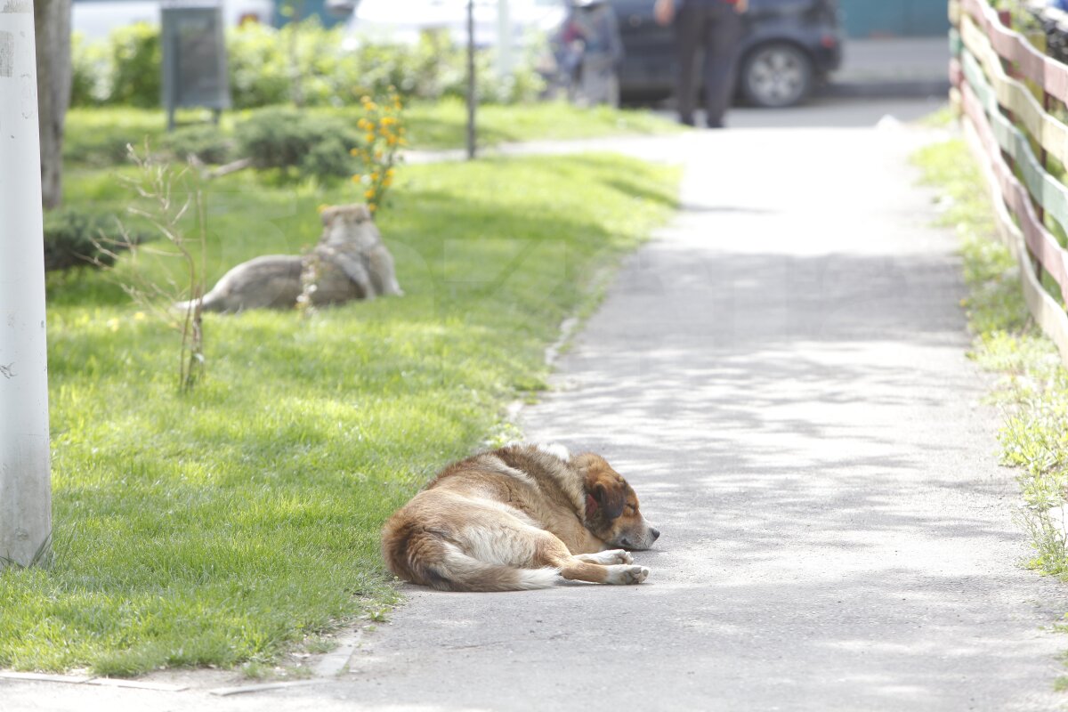 Maidanezi, chiloţi în soare şi miros de hoit » Bucureştiul din jurul Naţional Arena: ce îi aşteaptă pe suporteri la finala Europa League de pe 9 mai
