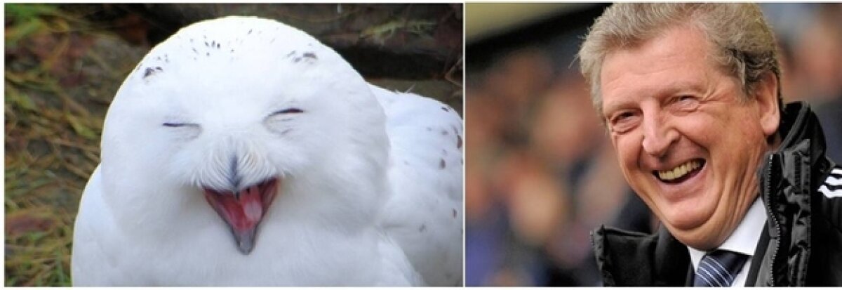 8 ipostaze care dovedesc că Roy Hodgson e o bufniţă reîncarnată :D