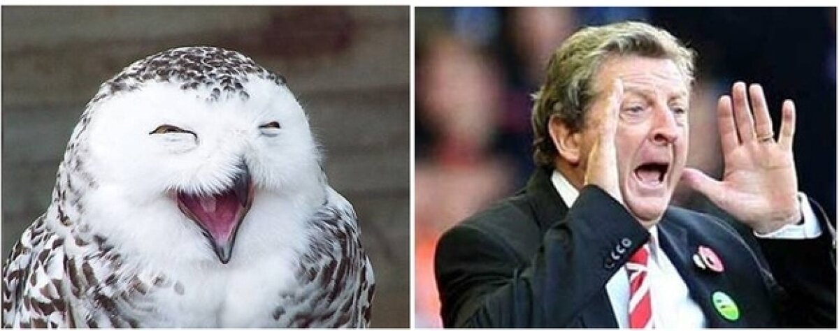 8 ipostaze care dovedesc că Roy Hodgson e o bufniţă reîncarnată :D