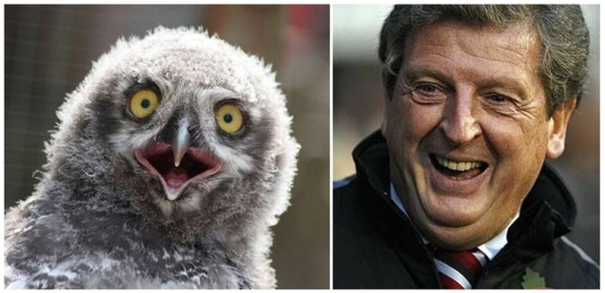 8 ipostaze care dovedesc că Roy Hodgson e o bufniţă reîncarnată :D