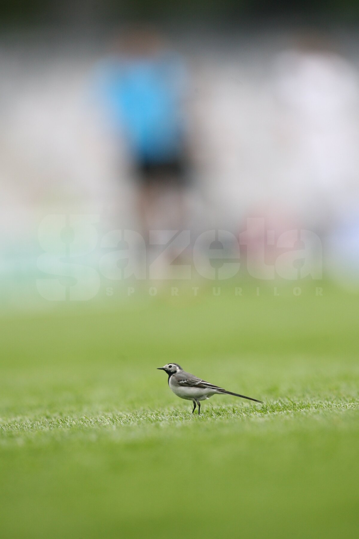 VIDEO U - Sportul 1-1 » Studenţii smulg un egal şi la Cluj