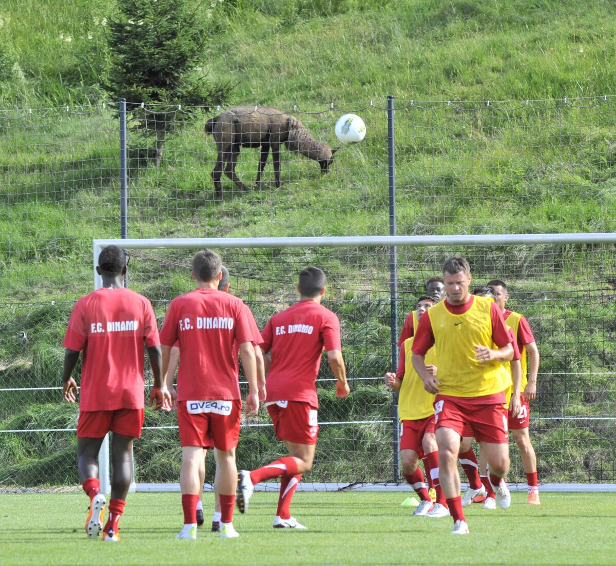 GALERIE FOTO Dinamo - Şahtior Doneţk 0-1 » Mircea Lucescu învinge echipa la care a avut cele mai mari succese ca jucător