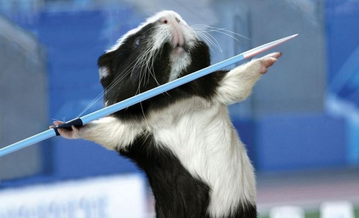 Hamsterii au luat cu asalt Londra » Invazie la piscina olimpică, la hipodrom şi în sălile de baschet :)