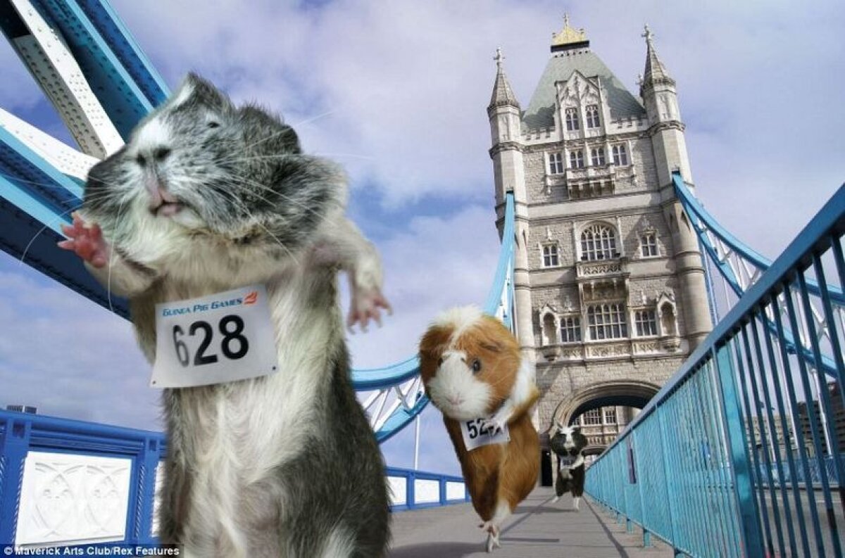 Hamsterii au luat cu asalt Londra » Invazie la piscina olimpică, la hipodrom şi în sălile de baschet :)