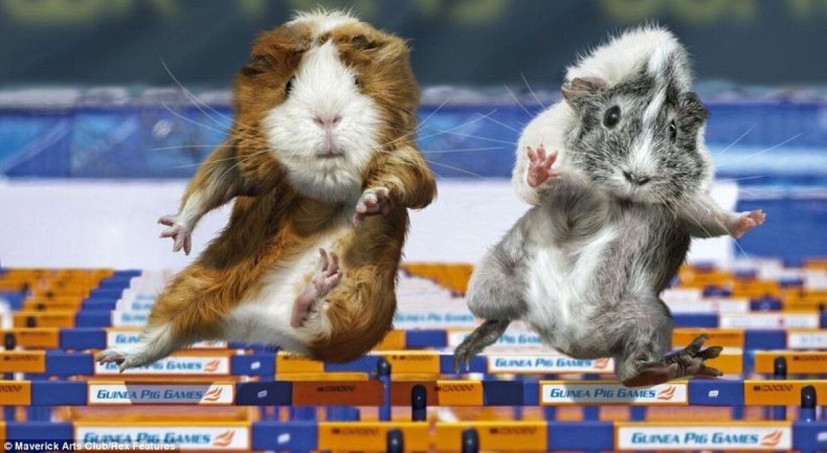 Hamsterii au luat cu asalt Londra » Invazie la piscina olimpică, la hipodrom şi în sălile de baschet :)