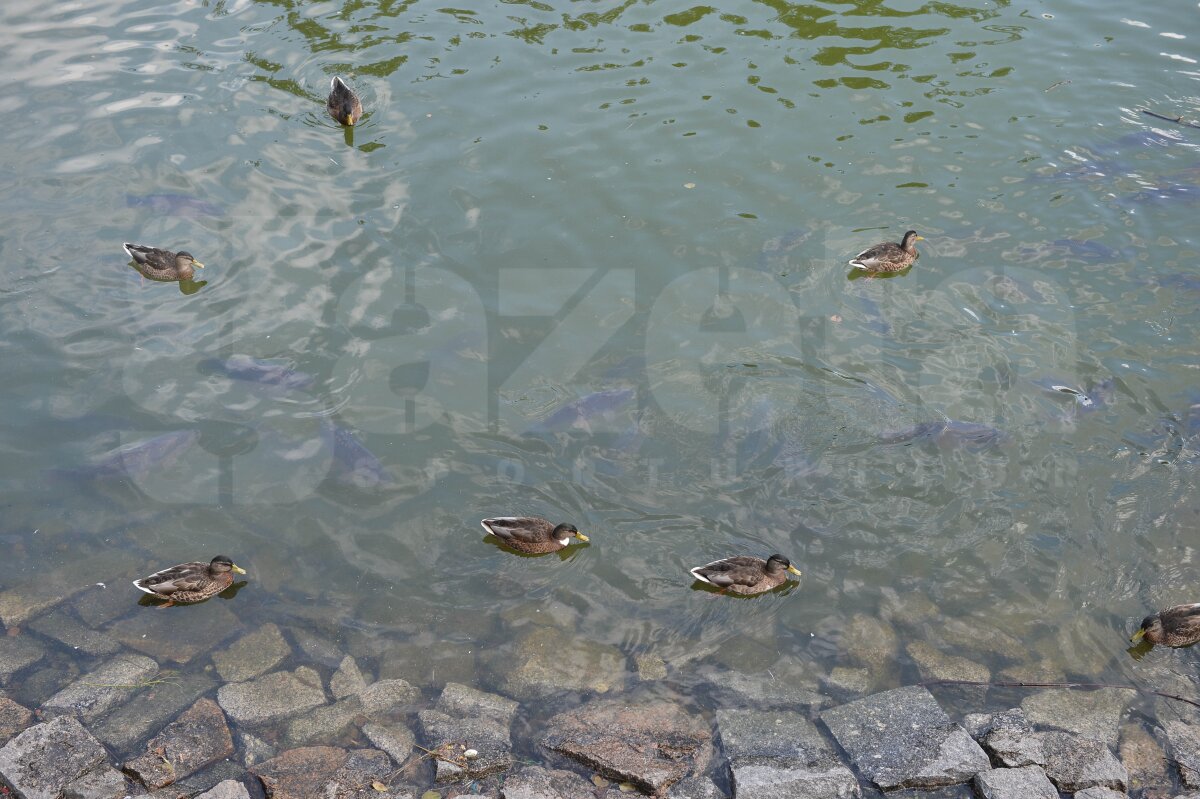 FOTO Înainte de meciul cu Liberec, jucătorii lui CFR au îmblînzit cîini