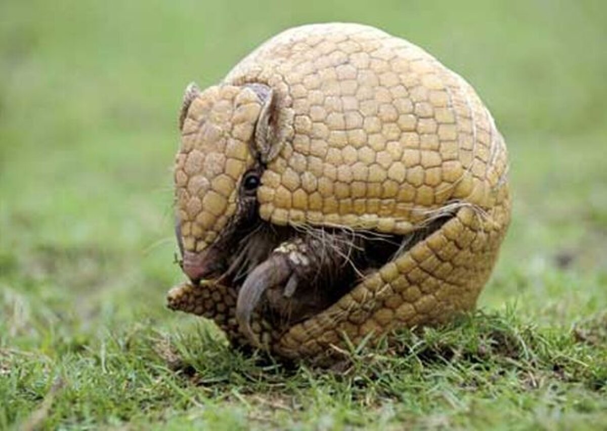 Ciudatul animal "tatu-bola" va fi mascota Mondialului din Brazilia! Vezi cum arată