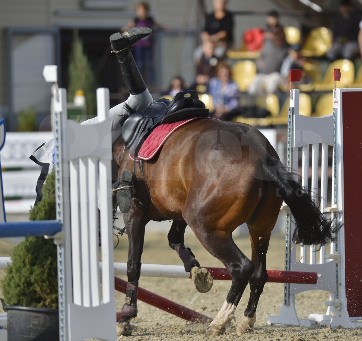 Salonul Calului, eveniment în premieră! Un fotoreportaj impresionant de la spectacolul ecvestru de la Tîncăbeşti