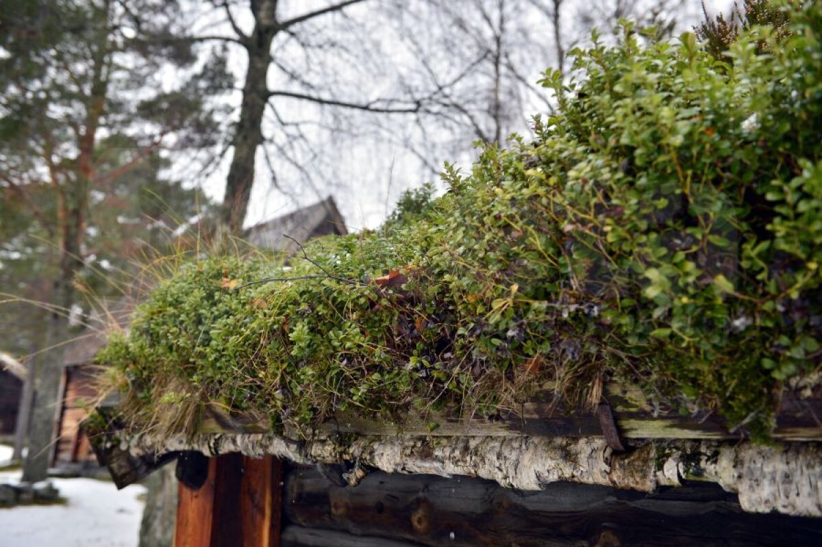 FOTO Ţăranii lor » Prin ce se aseamănă Molde cu Bucureştiul :)