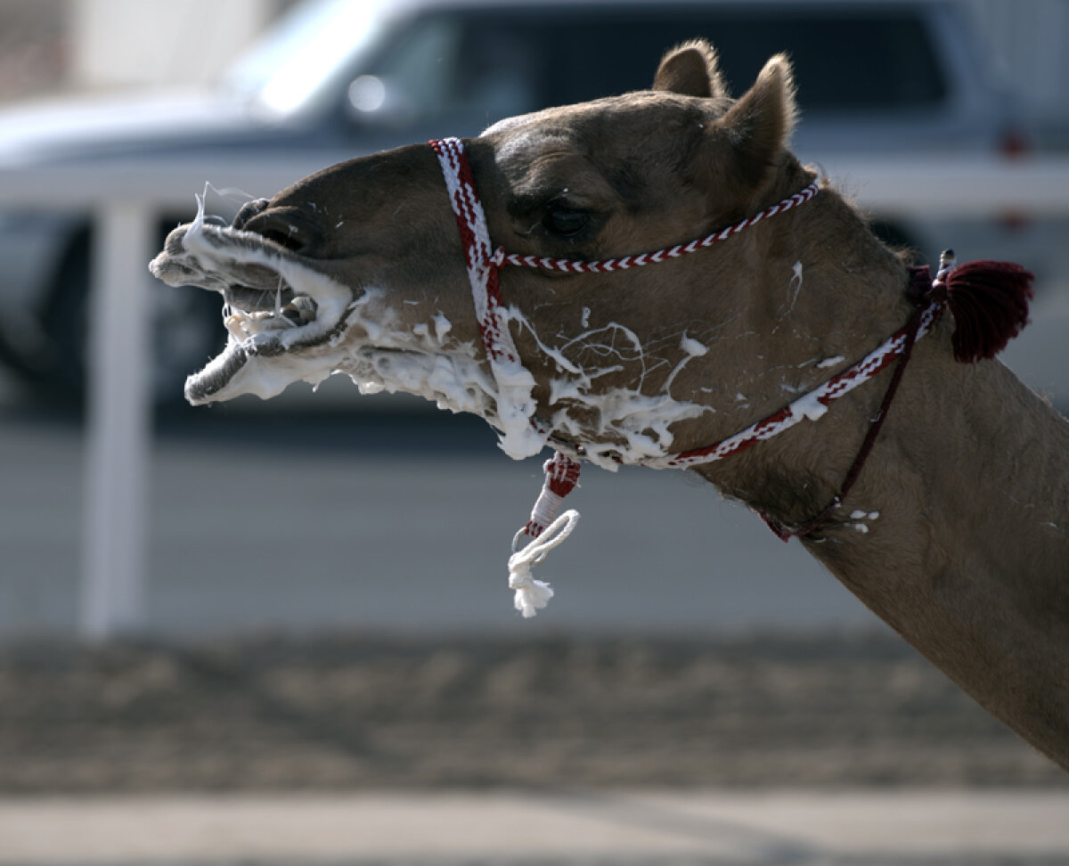 FOTO PlayStation pentru beduini » Cursele de cămile de la Al-Shahaniya oferă un spectacol incredibil la marginea deşertului
