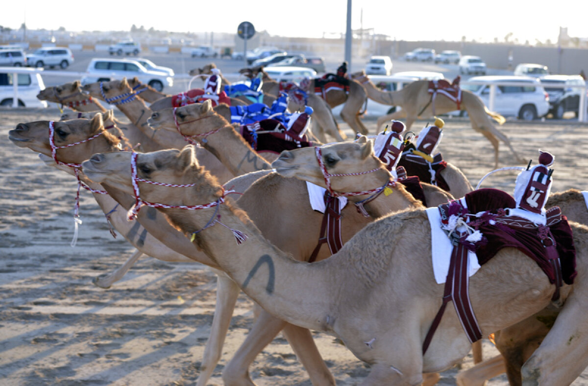 FOTO PlayStation pentru beduini » Cursele de cămile de la Al-Shahaniya oferă un spectacol incredibil la marginea deşertului